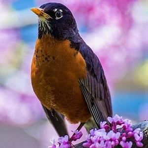 Meet your Posher, Robin